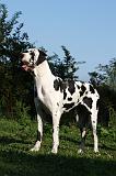 DOGUE ALLEMAND 359